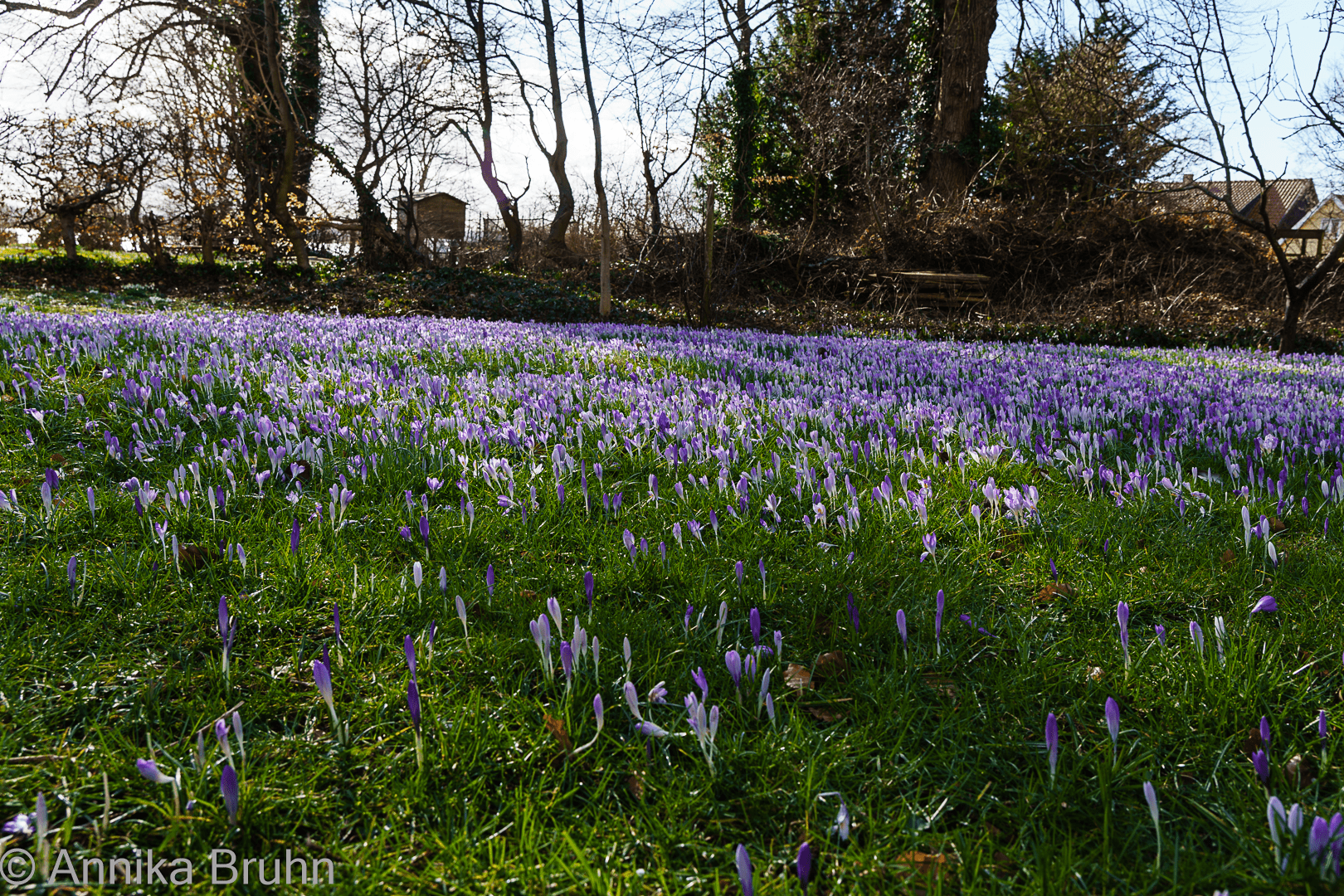 Ein Meer aus Krokusse!
